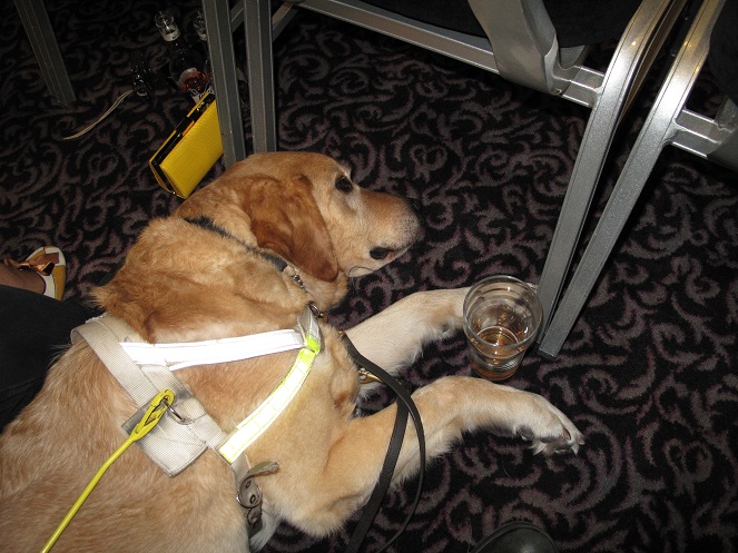 Freddie is spralled out on the floor under my chair. There's a pint glass between his legs.  He looks completely zoned out like he's been drinking for the entire day. I hear the picture looks funny.