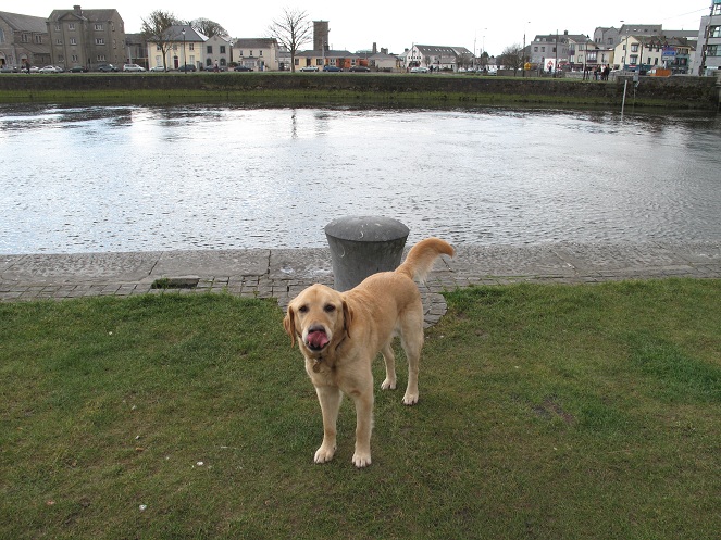 Just like a child, Freddie always waits for the worst time to stick out his tung when taking a picture.  Here, you can see him licking his nose.  Charming freddie, very charming...