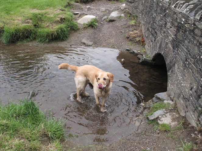 This shows Freddie walking through a shallow stream. As he’s walking, he’s licking his nose. Very attractive!