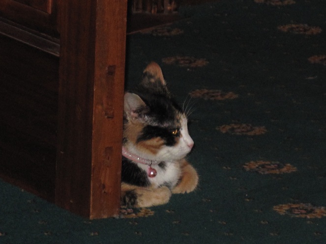 Shabby, Céataí's cat of course had to stick her nose in.  She needs to be involved in everything! BTW, I hate cats.