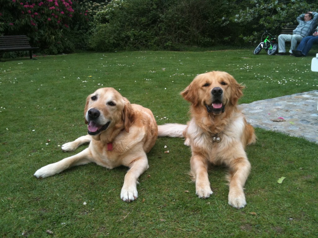 Freddie and ike are lieing on the grass side by side. 